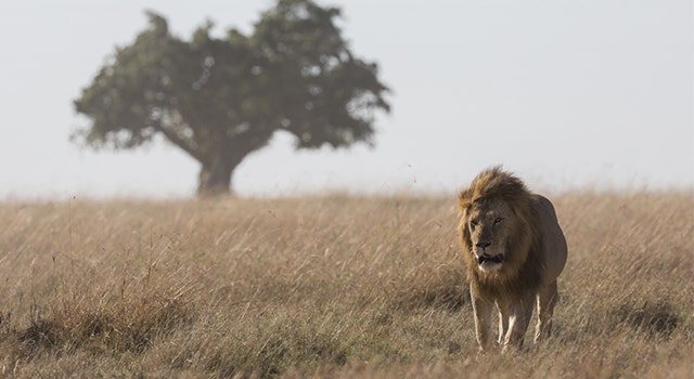 Kenya with the SIGMA 500mm F4 | Sports